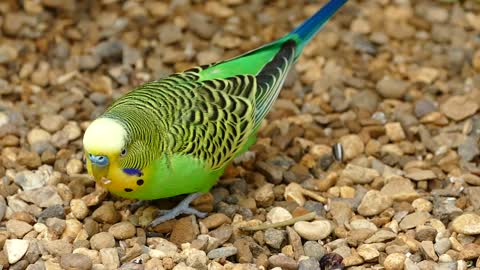 Close-Up View of a Parakeet