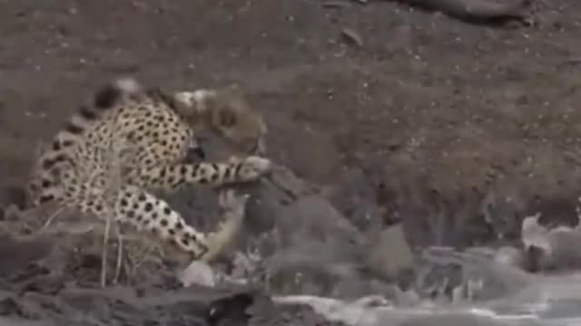 Crocodile attacks African cheetah