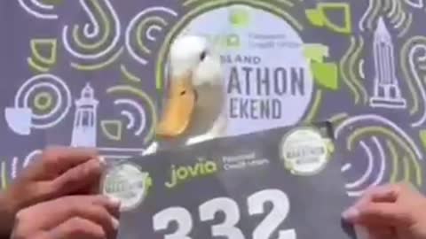 Even a duck participates in marathons 🦆