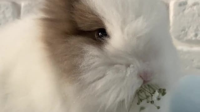 Funny Baby Bunny Rabbit Videos #2 - Cute Rabbits Compilation 2022