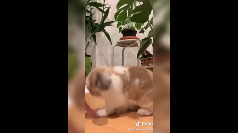 🐇 divertidos videos de conejos - funny rabbit videos 🐇