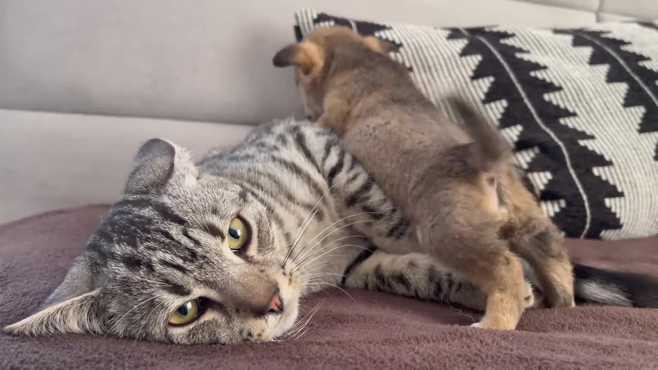 Funny Cat Reaction to Puppies [Kitty sees them for the First Time]