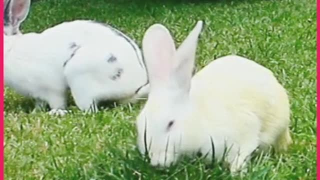 FUNNY RABBIT