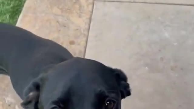 Smart dog 🐶 training video Dog training tricks || Dog training #Dog training #shorts