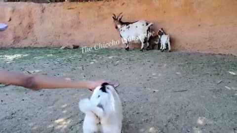 Cute ❤️ Baby Goats 🐐 😍 With Mama ❤️ Goat 🐐 Enjoying Beautiful