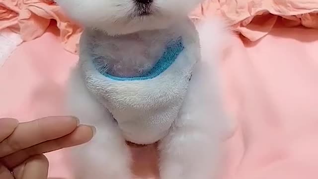 Small Cutedog