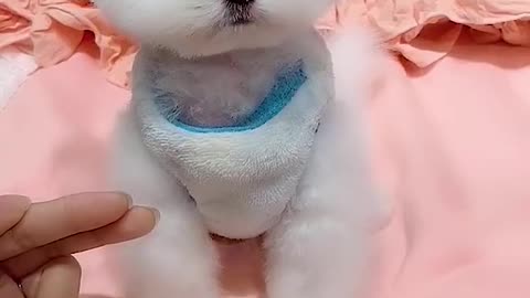 Small Cutedog