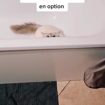 Beau mais pas trs fut #cats #catoftiktok #chaton #birmancat #cute #kitten #chat #pourt
