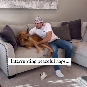 Every dog owner is guilty of most of these…. #dog #goldenretriever