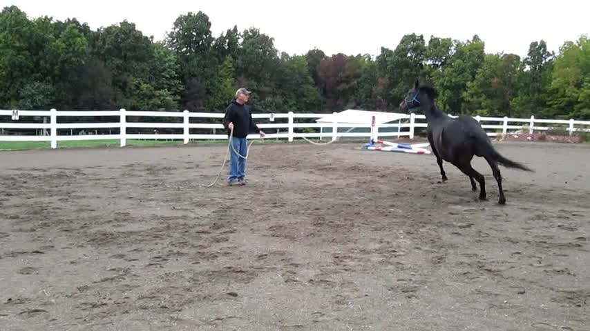 Harley the Thoroughbred Loves to Run