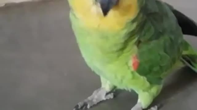 THE PARROT ZÉ DO BARULHO