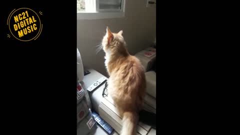 Funny Videos of Dogs, Cats and Other Animals - Yarn Jumping through the Window