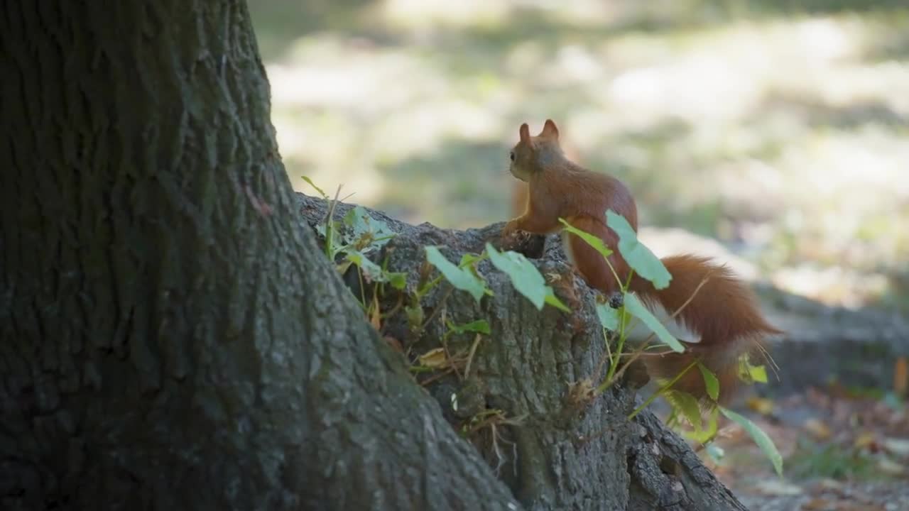 Squirrel eating next to a tree trunk