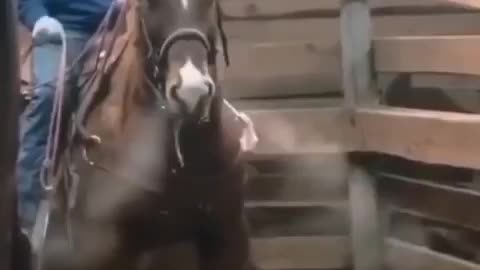 TURBO HORSE - CAVALHO TURBO