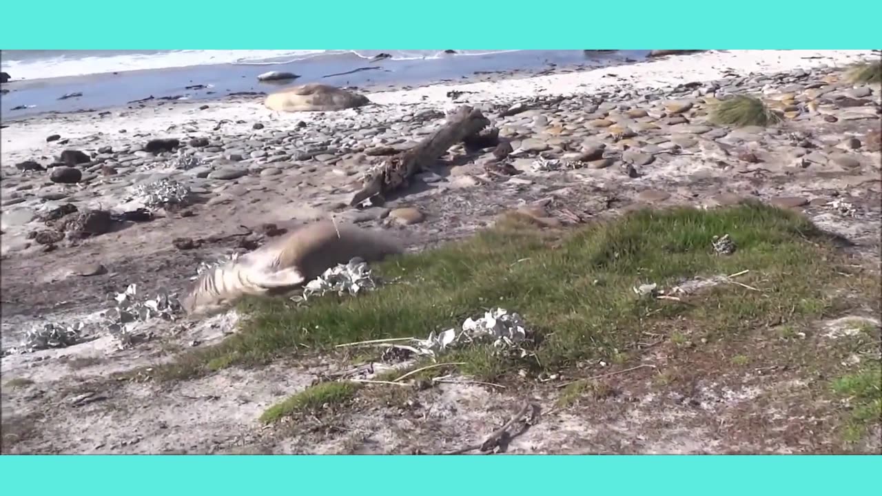 Adorable Seals Compilation 😍