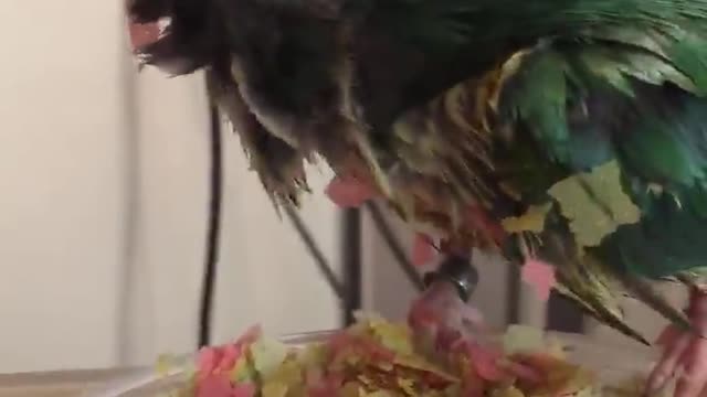 Kiwi the Bird Eats Fish Food