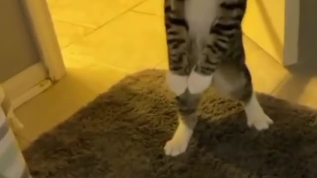 Cat stance