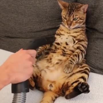 It’s vacuum time yesss