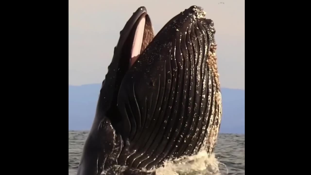 The whale is rising above the water to eat the eagle.