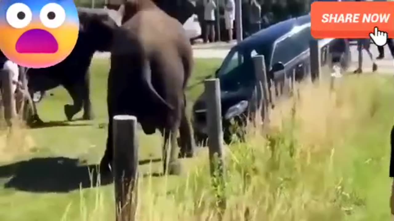 UNSEEN VIDEOS OF ELEPHANT ATTACKING HUMAN /ANGRY ELEPHANT ATTACK