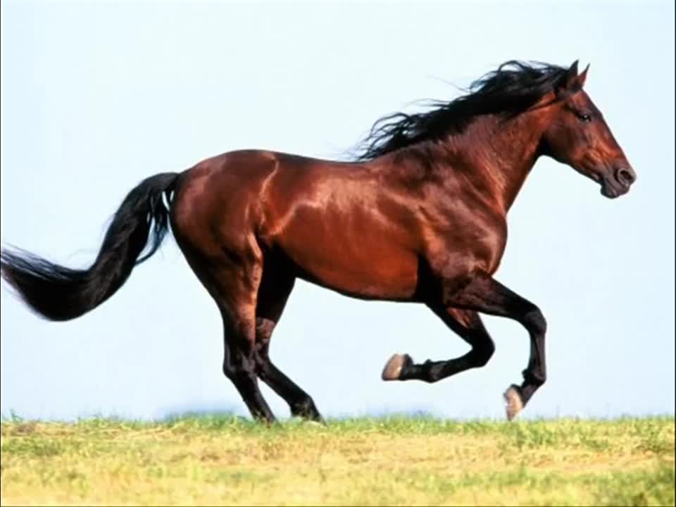 The Equine/Horses different sounds| 1