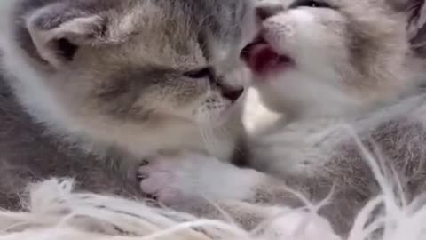 Cute and funny kittens.