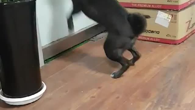 Puppy playing at the door