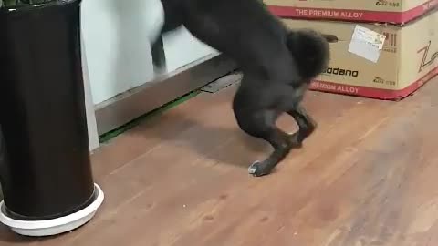 Puppy playing at the door