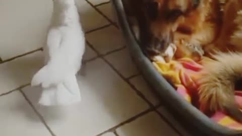 Amazing Parody of Dog by Parrot.