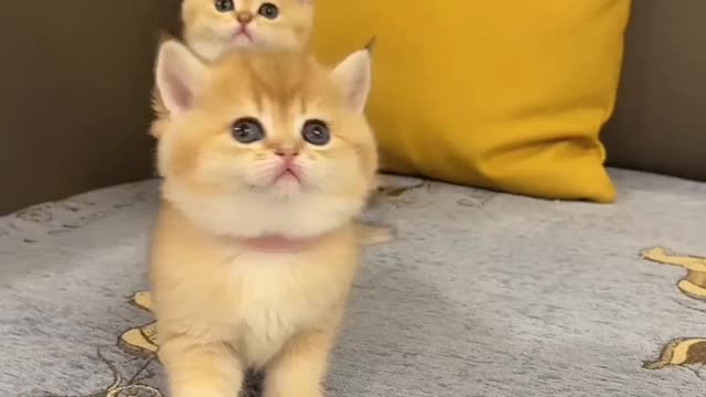 Cute mischievous cats Part 3