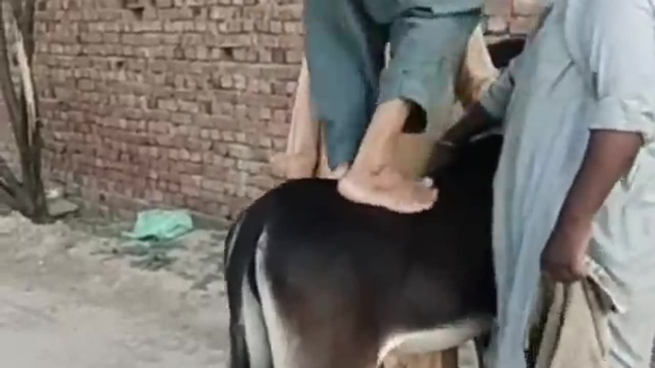 funny donkey