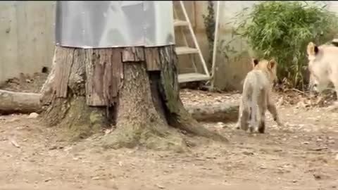 Lion knocks lion cub into the water