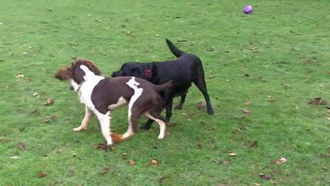 Flynn & Josie Springer & Labrador.