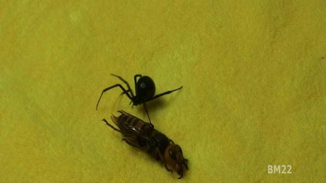 Black Widow Spider Meets Murder Hornet (Asian Giant Hornet Vespa Mandarinia)