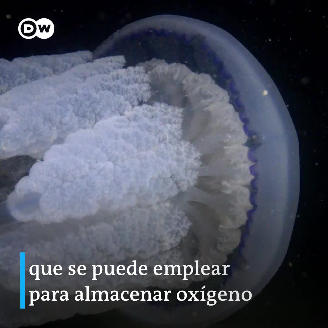 El curioso mundo de las medusas