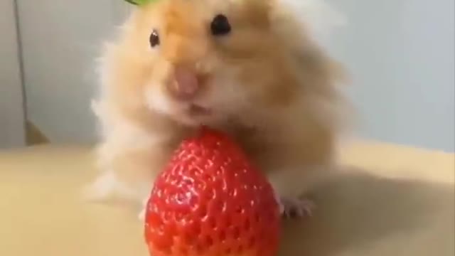 Cute baby animals in action #2