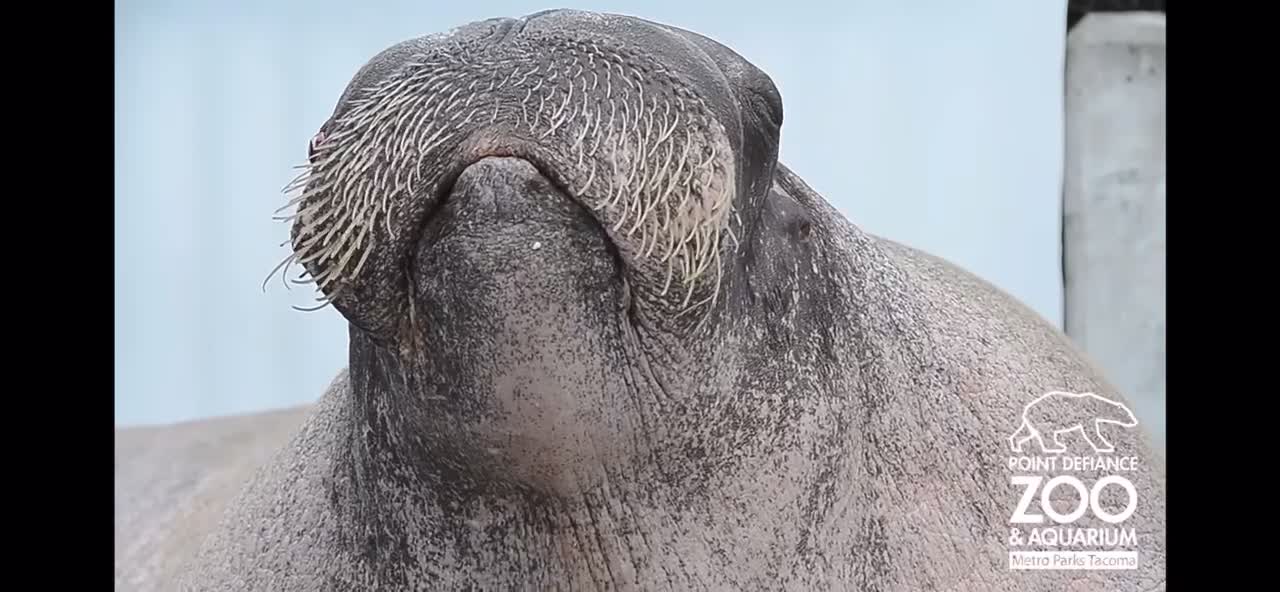 E.T.the Walrus practices his vocalizations at Point Defiance Zoo & Aquarium