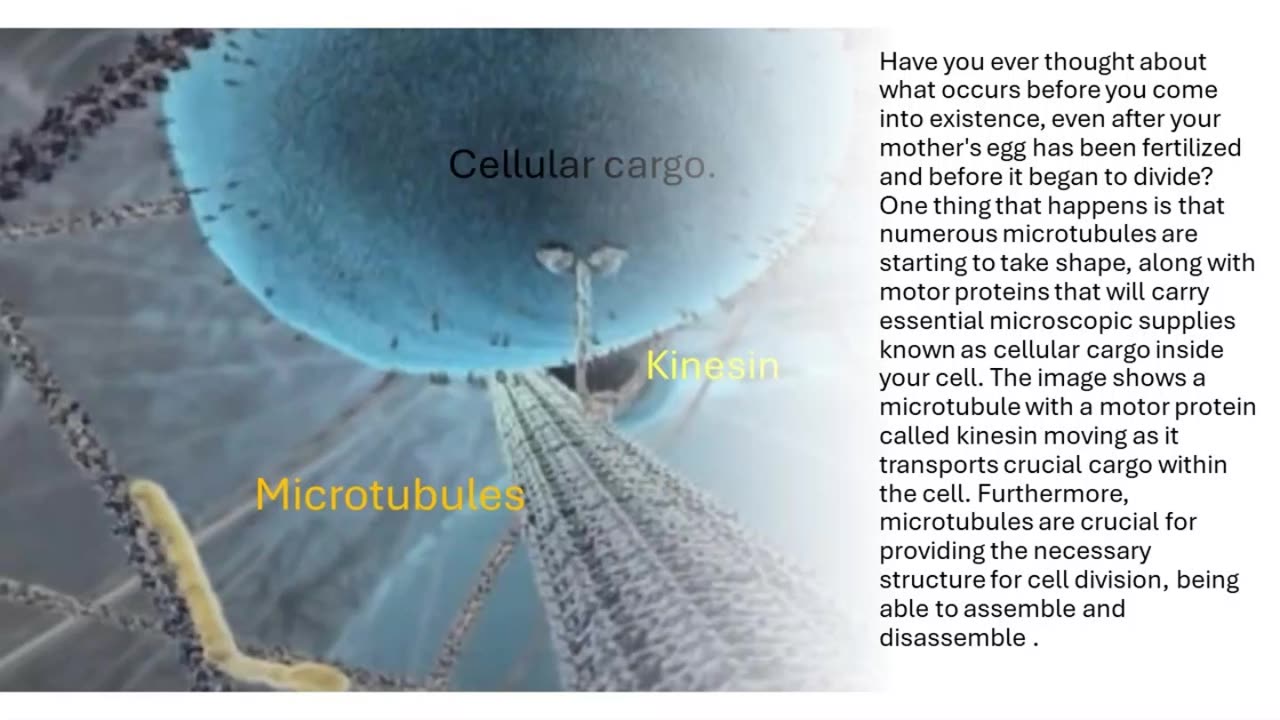 Motor Proteins