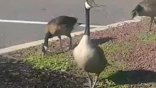 flock of geese part 3 ....by jack the Irish wolfhound
