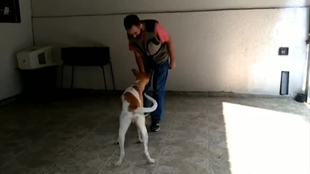 First dressage session - Cãozinho Milow