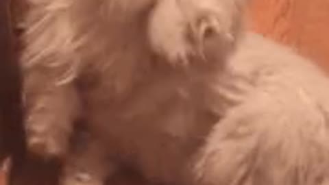 Cat fight