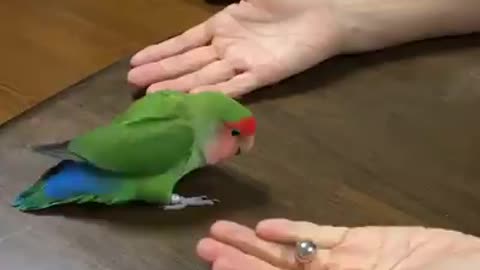 Watch smart bird