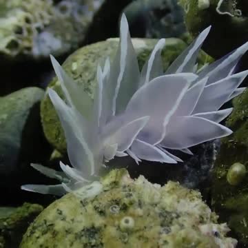 Frosted nudibranchs (Dirona albolineata)