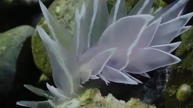 Frosted nudibranchs (Dirona albolineata)