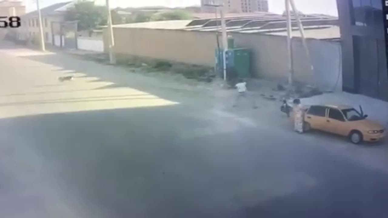 Dog crossing road accident 😭