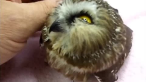 Saw-whet owl