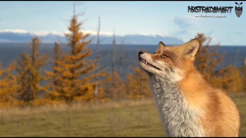 Intermède animalière