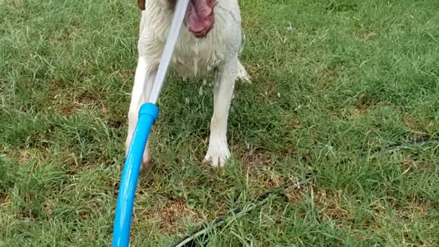 Dog having fun biting water