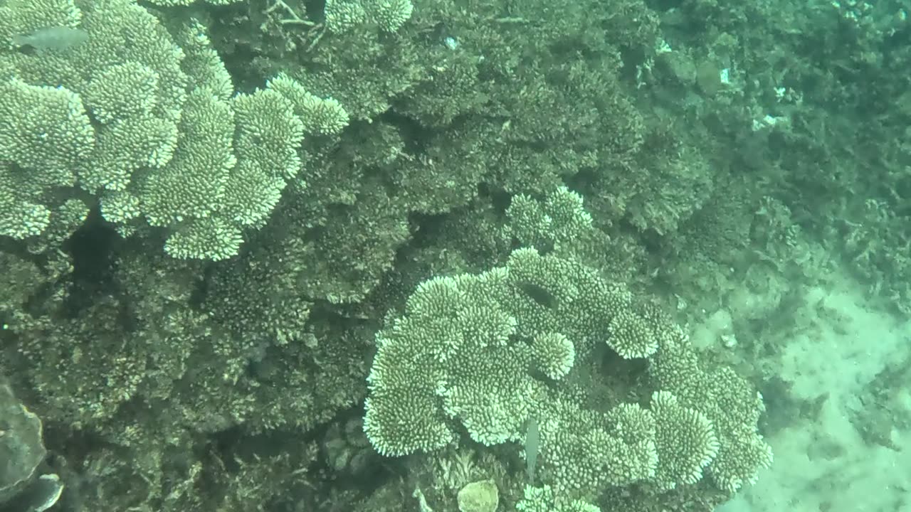 Snorkeling Adventures Philippines. Cool a Puffer Fish and new coral is growing!!