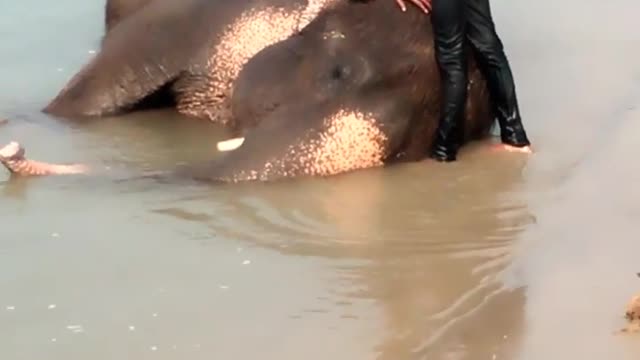 Elephants bathing at chitwan national park